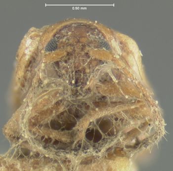Media type: image;   Entomology 4432 Aspect: head frontal view